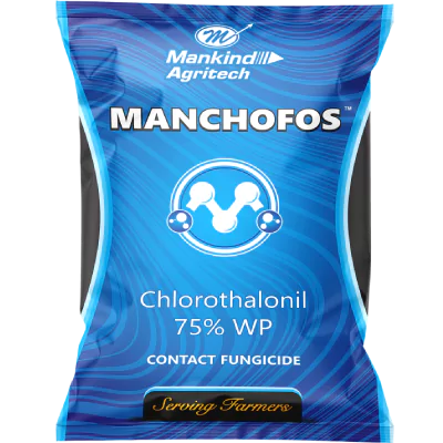 manchofos blue