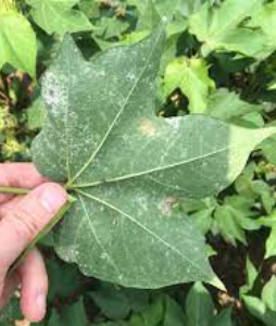 Leaf Spot/ Alternaria leaf spot