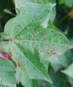 Leaf Spot/ Alternaria leaf spot
