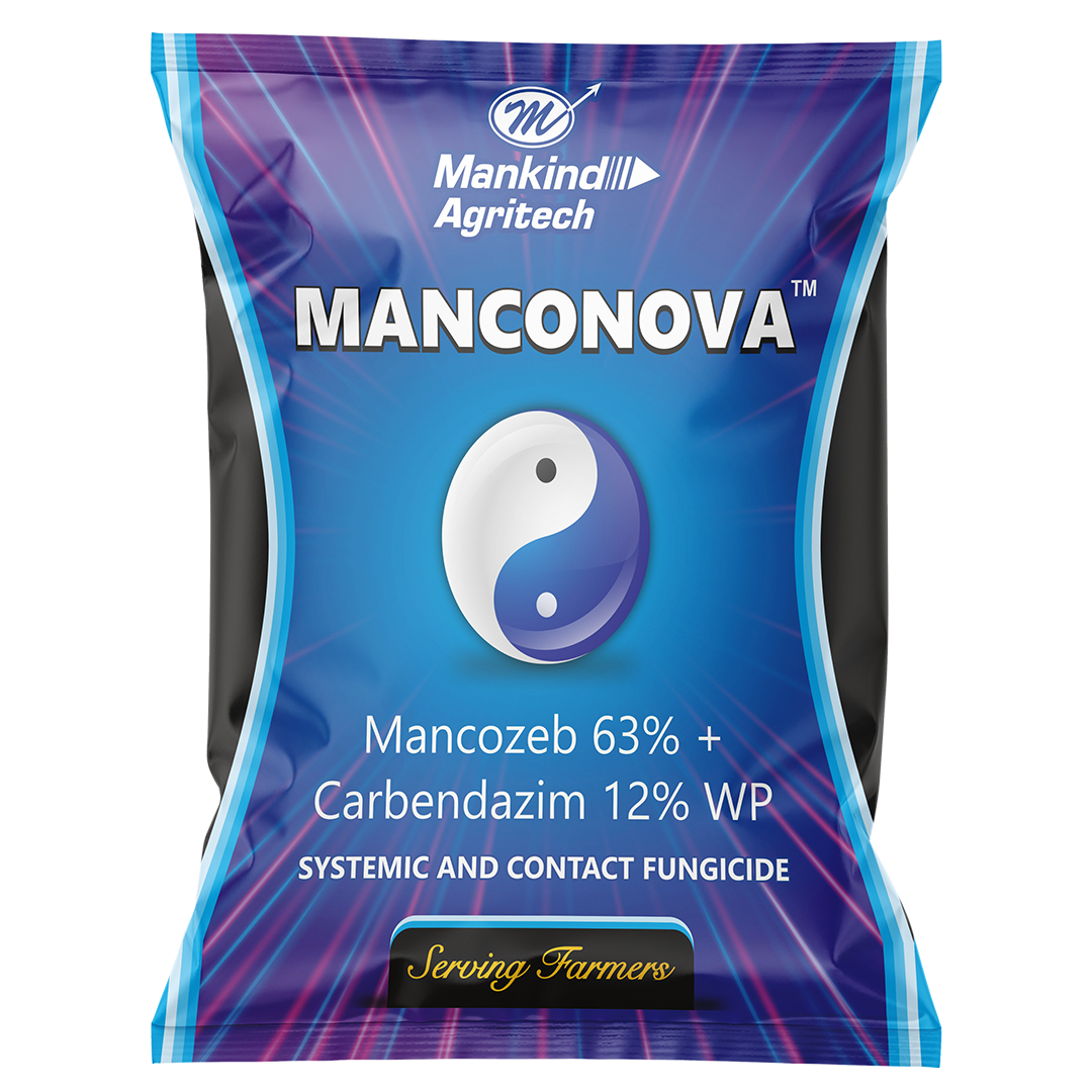 Manconova