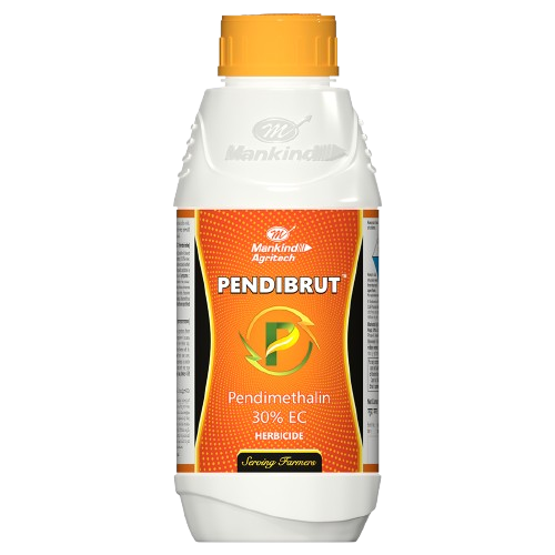 PENDIBRUT